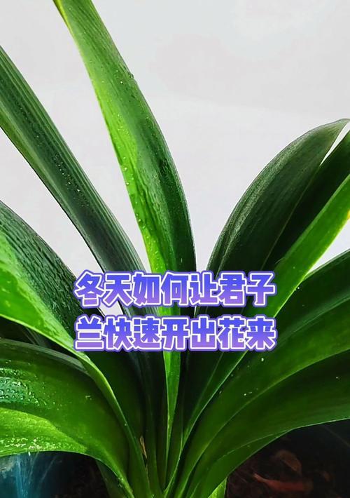 君子兰如何开红花？有哪些技巧？