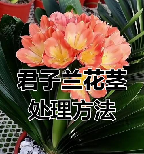君子兰如何开红花？有哪些技巧？