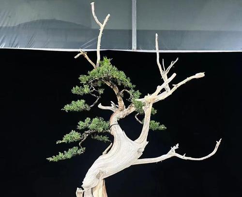 伏虎造型盆景的养护方法是什么？