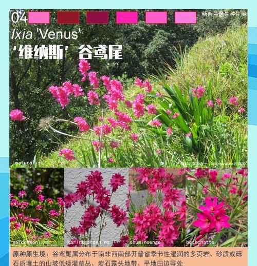 球根植物如何养护既美观又易打理？