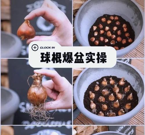 球根植物如何养护既美观又易打理？