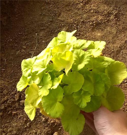 天竺葵薄肥勤施水的正确方式是什么？