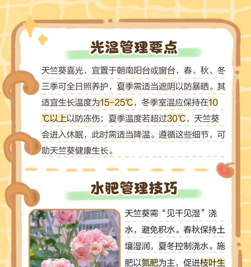 天竺葵薄肥勤施水的正确方式是什么？