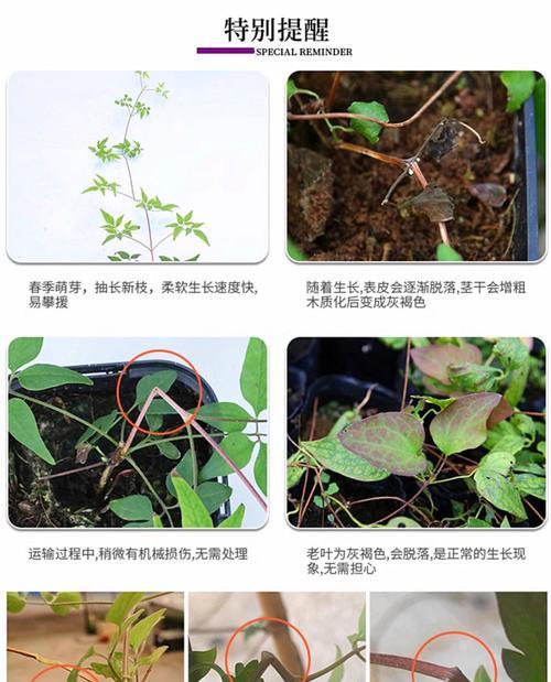 山辣椒秧子铁线莲怎么种植？种植过程中的注意事项有哪些？
