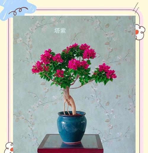 苏州梅雨季如何照顾三角梅？