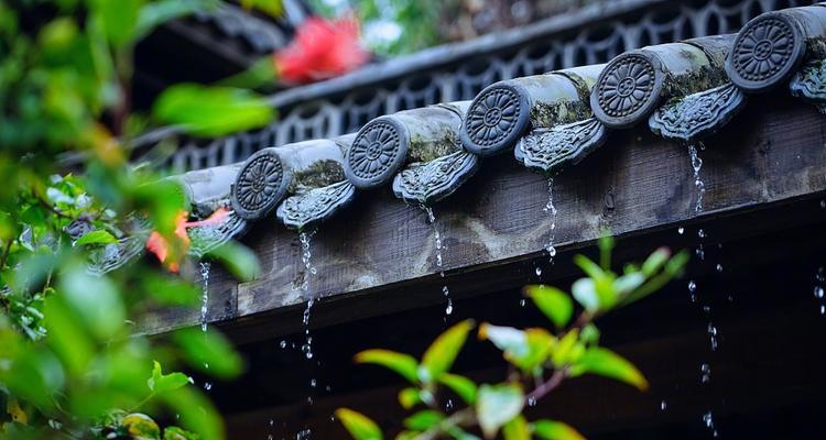 苏州梅雨季如何照顾三角梅？