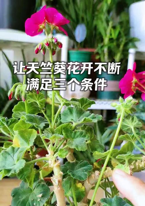 紫蓝色天竺葵的养护技巧是什么？