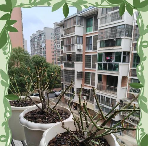 月季萌芽了怎么养护？如何正确养护萌芽期的月季？