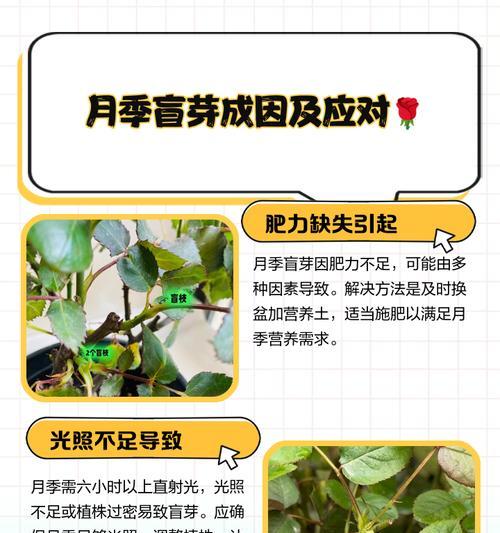 月季萌芽了怎么养护？如何正确养护萌芽期的月季？