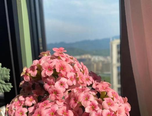 阳台适合养哪些生长快的花卉？