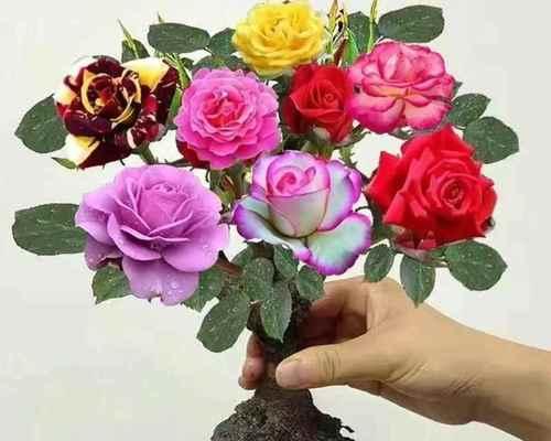 带花苞的玫瑰盆景如何养护？