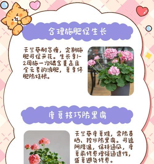 天竺葵雅典娜的养护技巧有哪些？