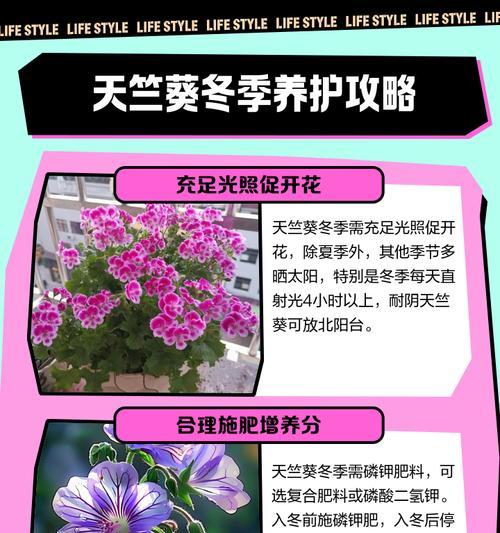 天竺葵雅典娜的养护技巧有哪些？