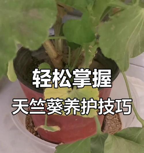 天竺葵雅典娜的养护技巧有哪些？