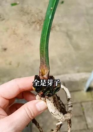 君子兰发的芽子怎么养？芽子的养护技巧有哪些？