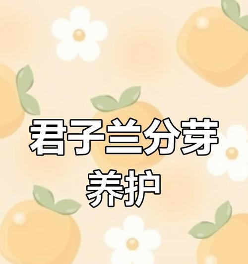 君子兰发的芽子怎么养？芽子的养护技巧有哪些？