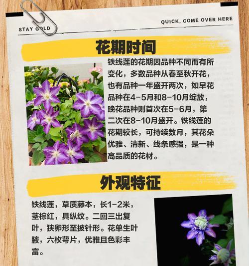 一大堆铁线莲怎么修剪？修剪技巧和注意事项是什么？