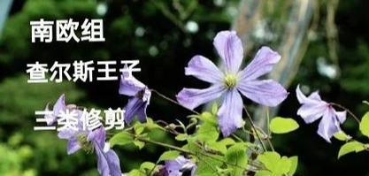 一大堆铁线莲怎么修剪？修剪技巧和注意事项是什么？