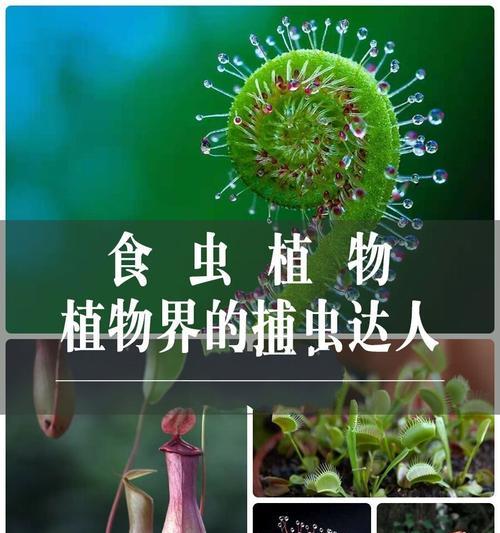 通草病虫害如何防治？有效防治方法有哪些？