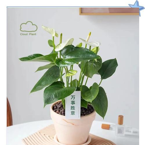 白鹤芋受冻后叶子发黄发蔫怎么办？
