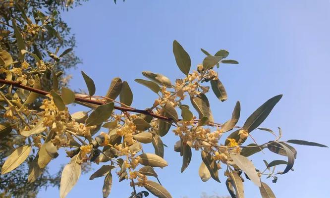 沙枣花叶子发黄的原因是什么？