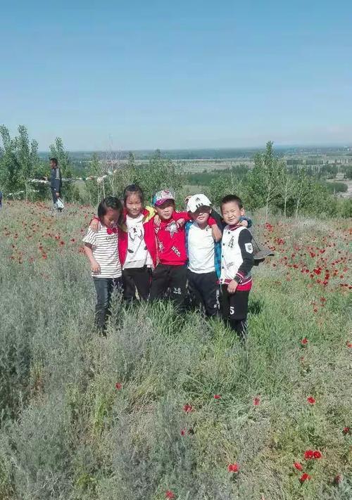 沙枣花叶子发黄的原因是什么？