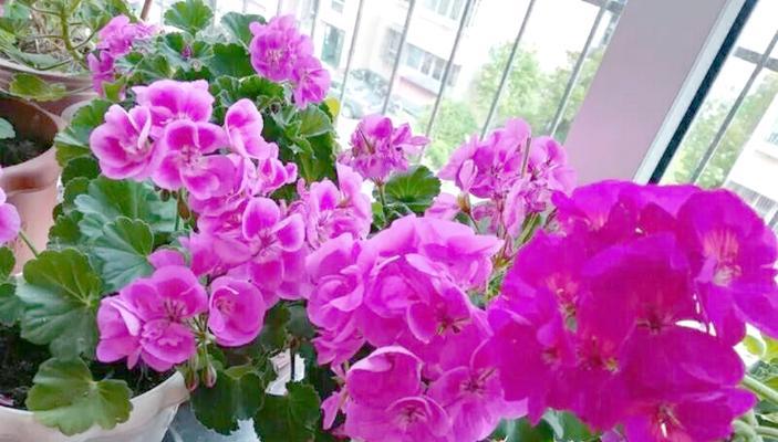 哪些花适合在封闭阳台中养活？
