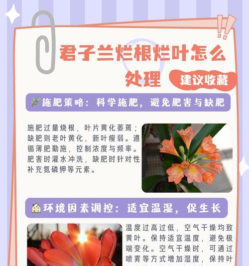 君子兰移盆后根部腐烂的补救措施有哪些？