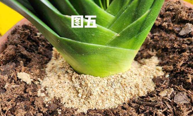君子兰移盆后根部腐烂的补救措施有哪些？