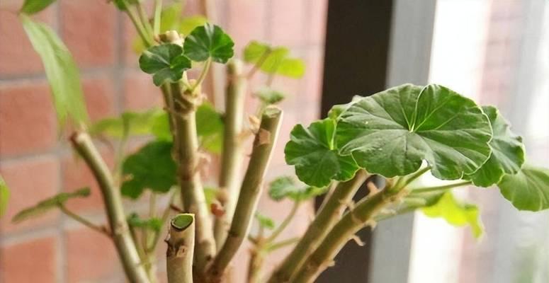 天竺葵种植火烈鸟的方法是什么？