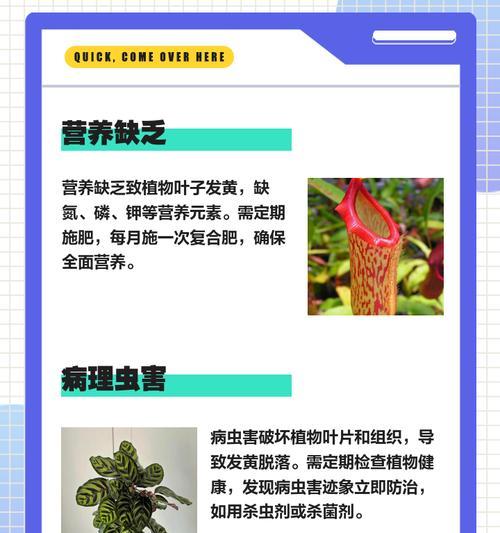 叶子发黄现象的描述方式是什么？