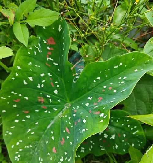 彩叶芋重新播种的最佳时机是什么时候？