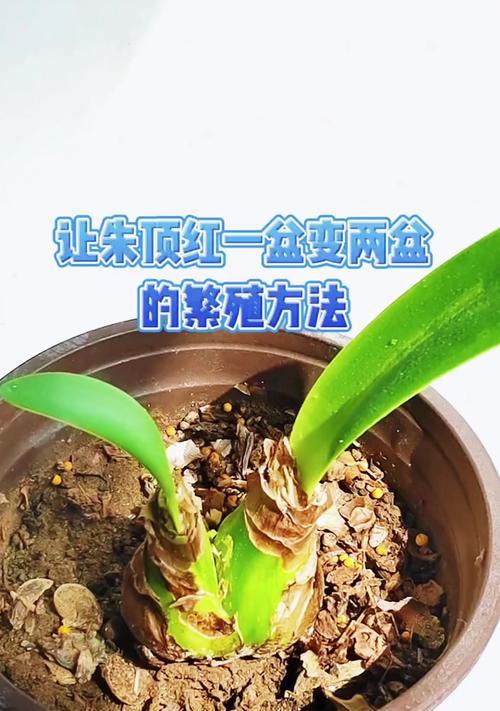 朱顶红的叶片应该在什么时候剪掉？剪叶对朱顶红有何益处？