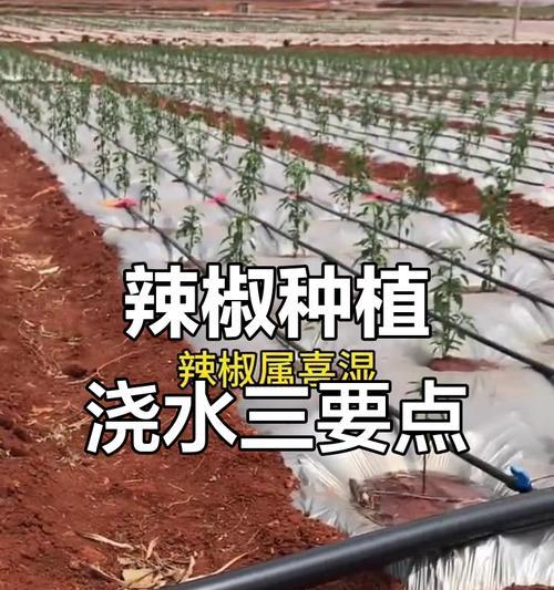薄皮辣椒浇水技巧？有哪些浇水的窍门和注意事项？