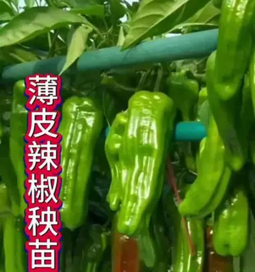 薄皮辣椒浇水技巧？有哪些浇水的窍门和注意事项？