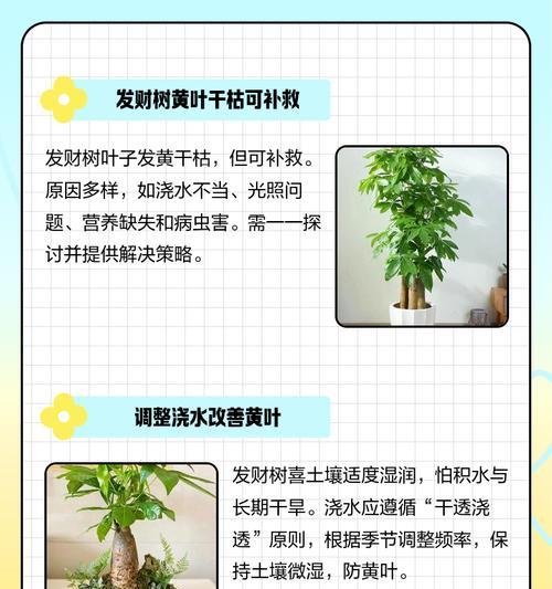 发财树叶子发黄掉落？如何处理？