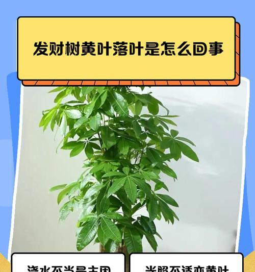 发财树叶子发黄掉落？如何处理？