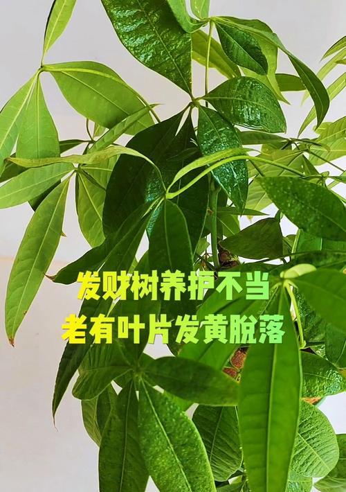 发财树叶子发黄掉落？如何处理？