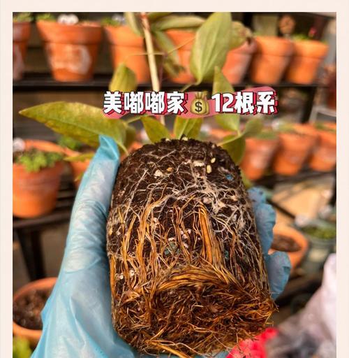 铁线莲苗的种植方法是什么？