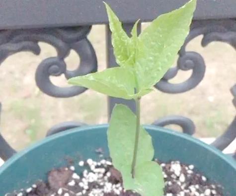 铁线莲苗的种植方法是什么？