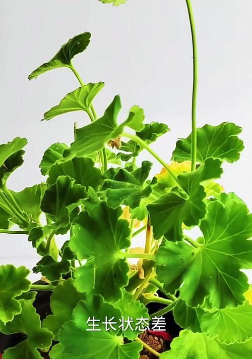 天竺葵杆子黄叶的原因及防治措施？