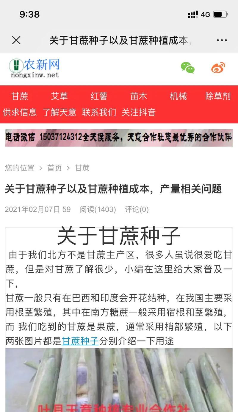 为什么河南不播种甘蔗？