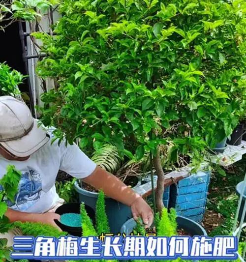 三角梅收获后怎么施肥？施肥的最佳时间和方法是什么？