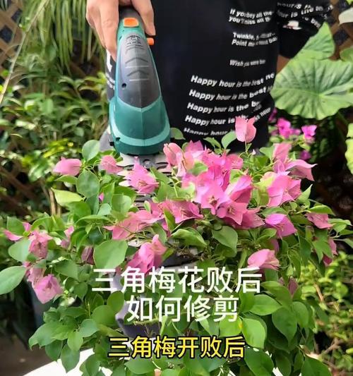三角梅收获后怎么施肥？施肥的最佳时间和方法是什么？
