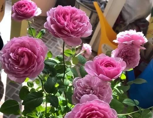 盆栽月季养护方法？如何保持其长期开花？