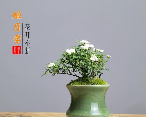 盆栽月季养护方法？如何保持其长期开花？