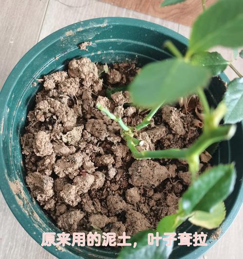 月季幼苗换土方法？怎样换土对月季幼苗最好？