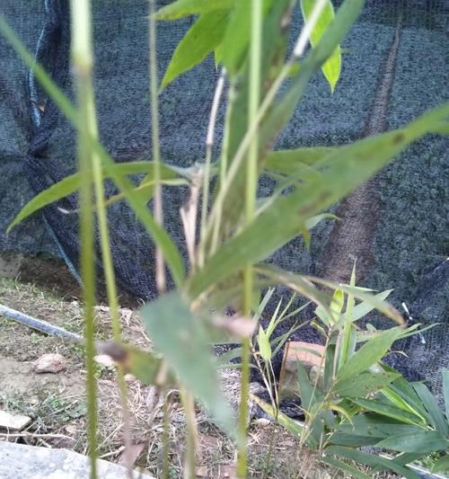 龙竹的栽培技术有哪些种类？不同种类的栽培技术有何不同？