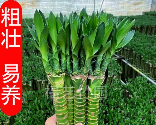 龙竹的栽培技术有哪些种类？不同种类的栽培技术有何不同？