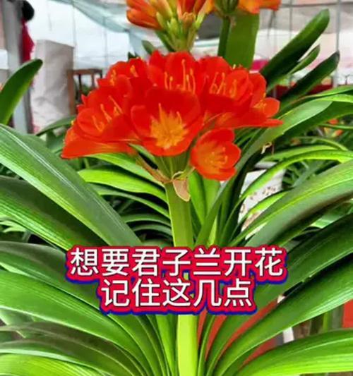 如何培养出花朵繁多的君子兰？